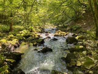 Small mountain river Gerovčica, Zamost - Region of Gorski kotar, Croatia (Mala gorska rijeka Gerovčica ili goranska rječica Gerovčica, Zamost - Gorski kotar, Hrvatska)
