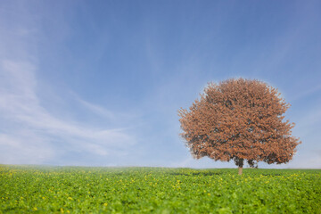 tree with autumn colored leaves on a filed with green plants, blue sky