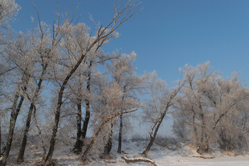 trees in the snow