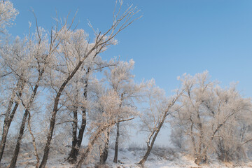 trees in winter