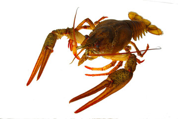 European crayfish on a white background.Isolated on white.