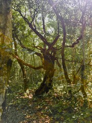 Fototapeta premium А branching tree in a dense forest