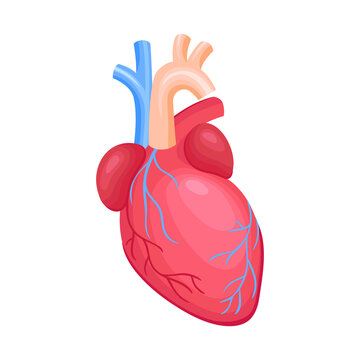 Human Organs Heart Composition