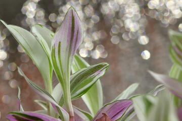 Green purple flower leaves as background, texture with the ability to add text.
