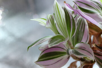 Green purple flower leaves as background, texture with the ability to add text.