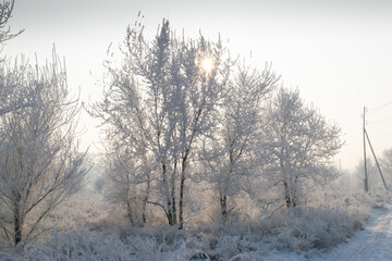 trees in the snow