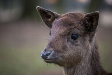 Fototapeta premium Fallow deer face