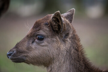 Fototapeta premium Fallow deer face