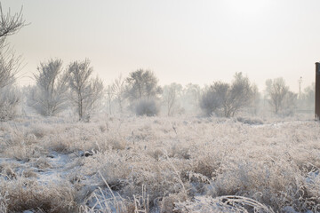 Obraz na płótnie Canvas snow covered trees in the field