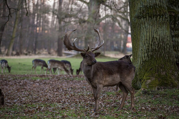 Fallow deer in woods