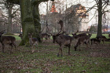 Herd of fallow deer in a park