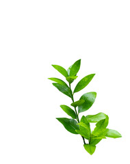 green leaf and branch lemon tree day outdoors, lime tree isolated on white