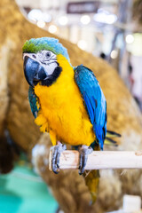 Vertical shot of parrot sitting on the tree branch