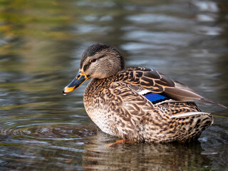 The duck in the water