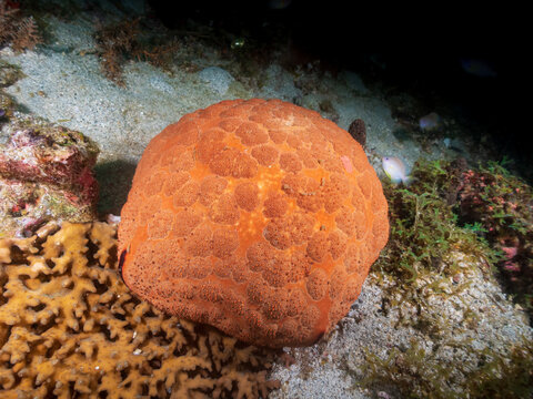 Pin Cushion Sea Star (Culcita novaeguineae) in Sogod Bay near Padre Burgos, Southern Leyte, Philippines.  Underwater photography and travel.
