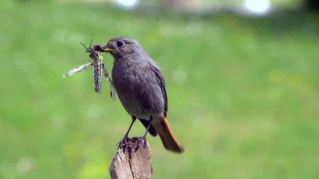 Hausrotschwanz  (Phoenicurus ochruros)