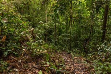 Naklejka premium A pathway in jungle, Mulu, Borneo