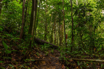 A pathway in jungle, Mulu, Borneo