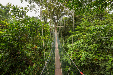 Canopy walk suspension bridge walkway between trees