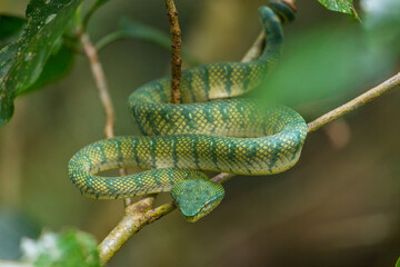 Wagler's pit viper