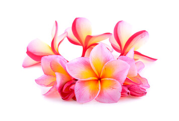 frangipani flowers isolated on white background