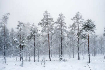 Frosty old pine trees with snow and fog on a bog