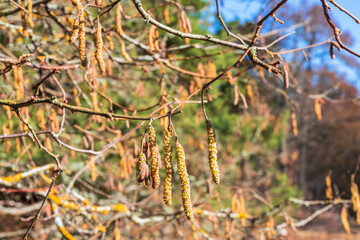 Male Hazel catkins in the spring