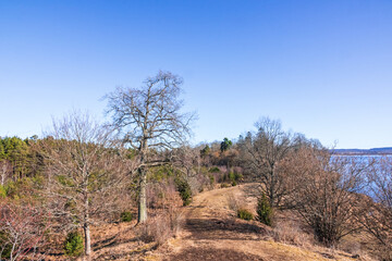 Fototapeta premium View at a woodland trail on a ridge in the spring