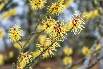 Blooming witch hazel in springtime