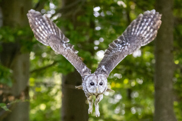 Ein fliegender Waldkauz freigestellt in der Frontale im Wald