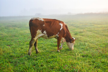 Naklejka na ściany i meble A brown cow grazes the green grass in the morning over the mist