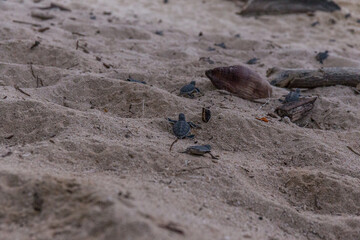 Sea turtle hatchlings crawl out of nest