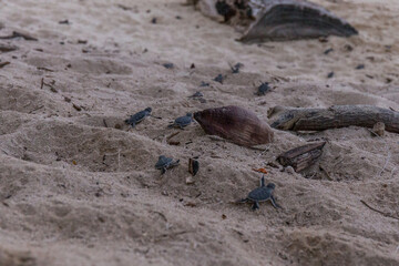 Sea turtle hatchlings crawl to the sea