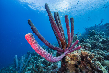 Zeegezicht met verschillende vissen, koraal en spons in het koraalrif van de Caribische Zee, Curaçao