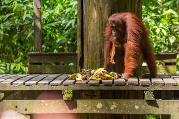 Orangutan mother with a baby feeding, Borneo