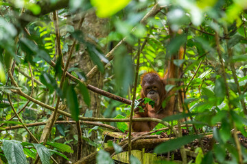 Young Orangutan hiding in forrest, Borneo