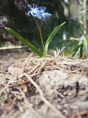spring flowers snowdrops