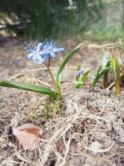 spring crocus flowers