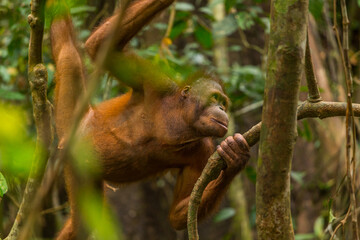 Young Orangutan hiding in forrest, Borneo