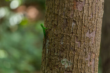 Draco cornutus, flying dragon, agamid lizard endemic to Borneo