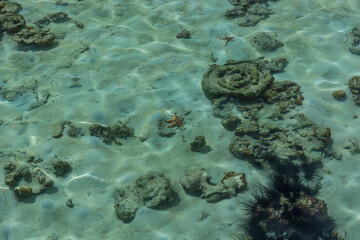 Coral in Bohey Dulang