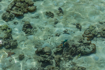 Coral in Bohey Dulang
