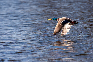 Male Mallard (Anas platyrhynchos) in flight