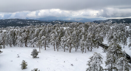 Drone aerial scenery of mountain snowy forest landscape covered in snow. Wintertime photograph