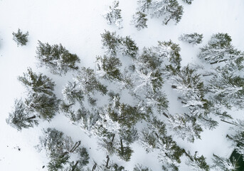 Drone aerial scenery treetops covered in snow in snowy forest.