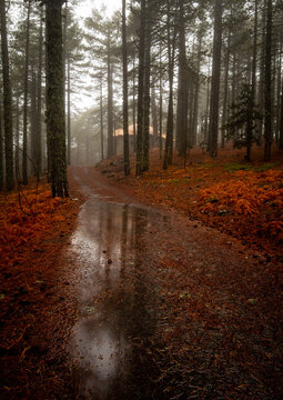 Mountain rural trail leading to a house in the forest. Troodos mountains cyprus in winter