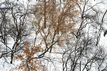 twisted tree branches in snow-covered city garden