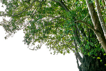 Tree isolated on white background,Tree isolated on white background with clipping paths for garden design.