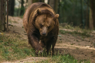 Fototapeta premium Brown bear
