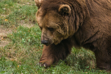 Plakat Brown bear